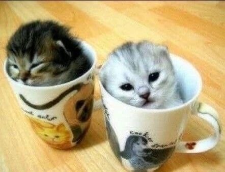 Create meme: kitten in a Cup, The cat in the cup, a kitten in a mug