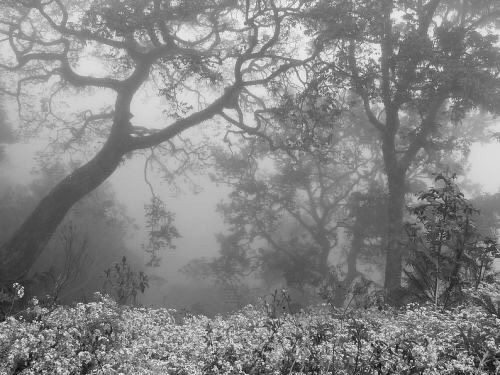 Create meme: misty forest, forest misty, fog nature