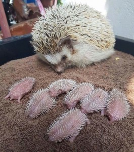 Create meme: African pygmy hedgehog, hoglets, African hedgehog