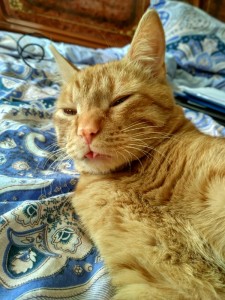 Create meme: European Shorthair cat ginger, red face, tabby cat