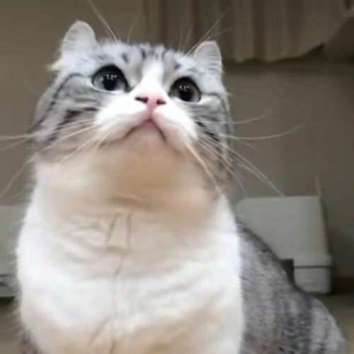 Создать мем: милые котики смешные, mugimeshi кот порода, животные милые