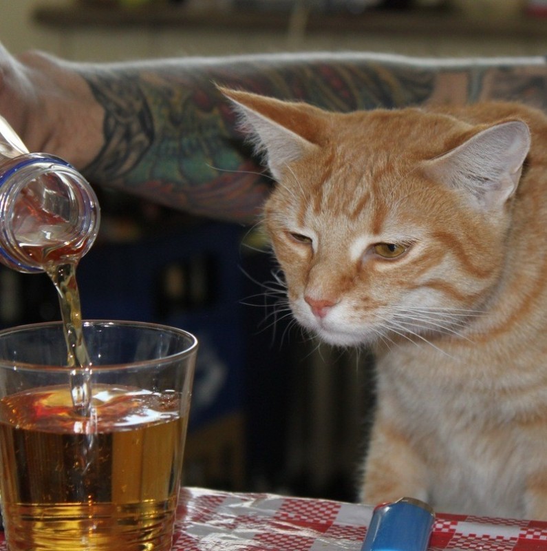 Создать мем: кот наливай, кот алкоголик, кот с пивом