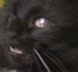 Создать мем: the cat, кот под валерьянкой фото, black cat