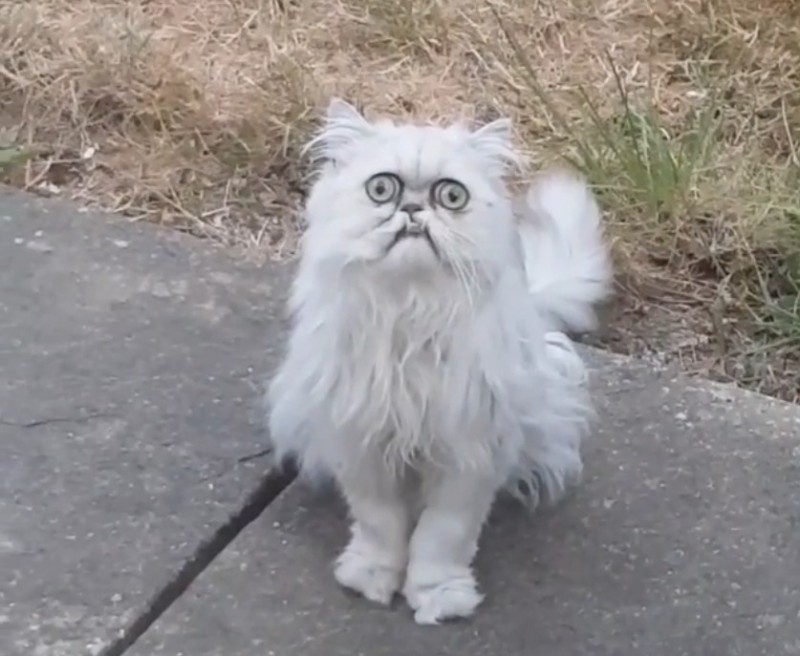 Создать мем: страшный кот, странный кот уилфред, безумный кот