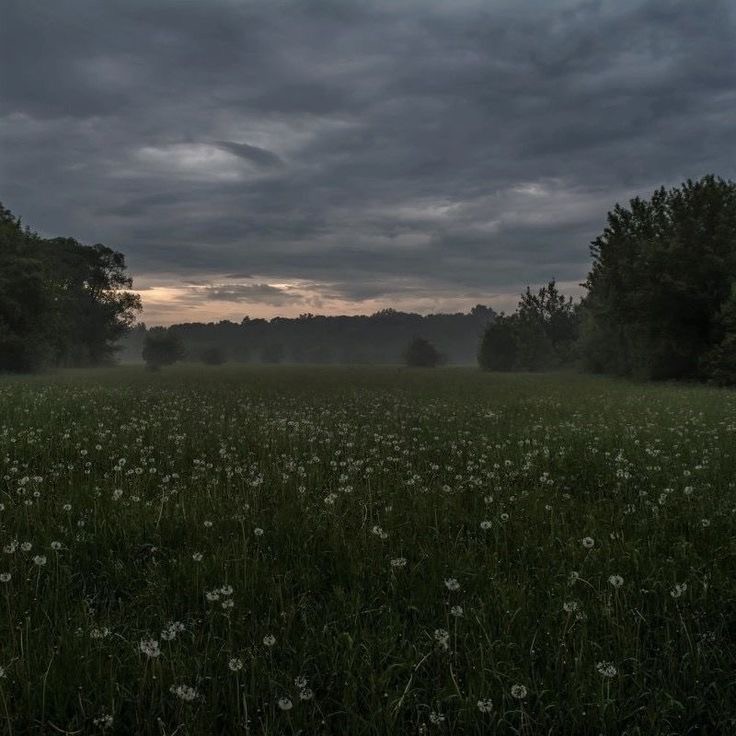 Create meme: nature landscapes, the fog of dawn, field evening