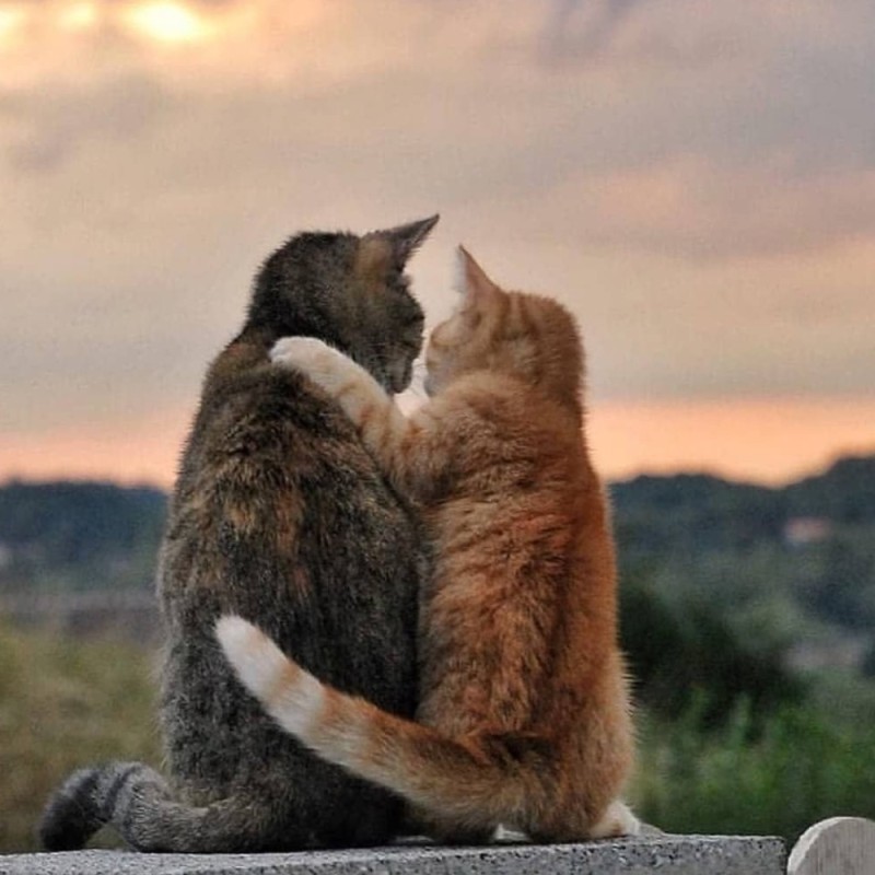 Создать мем: обнимающиеся коты, cat hugs, котики обнимаются с надписями