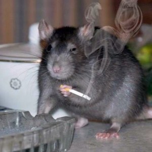Create meme: rat smokes, Animal, animals