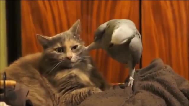 Create meme: cat and parrot, parrot interrogating the cat, cat and parrot