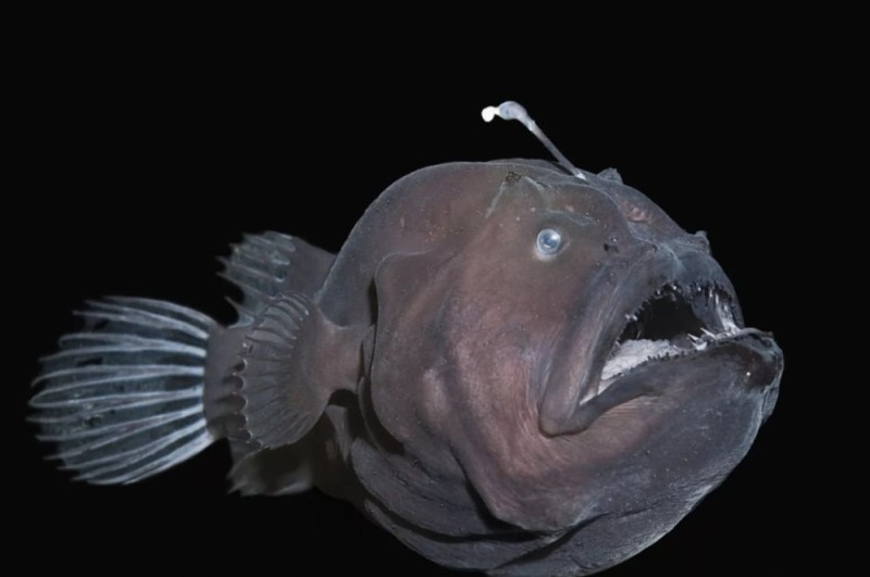 Create meme: angler fish, deep sea angler fish, monkfish angler