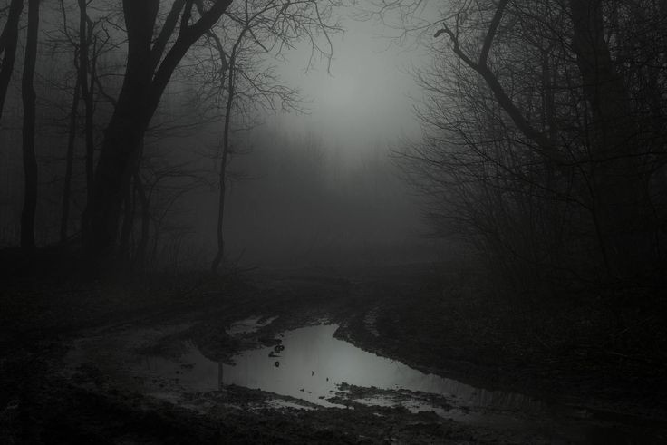 Создать мем: мрачный пейзаж, лес туманный, хмурое утро