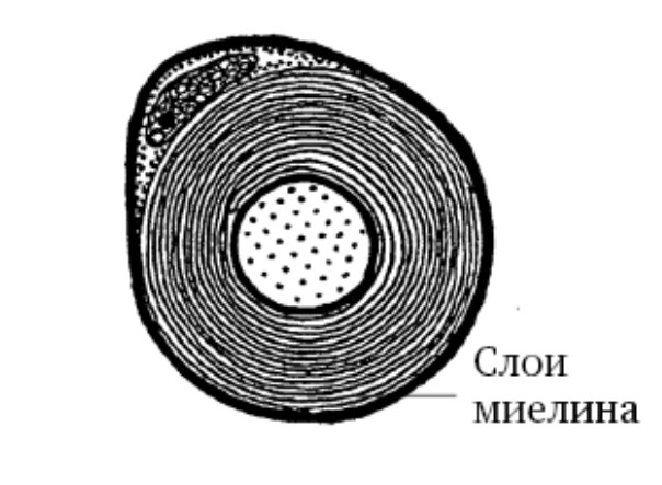 Создать мем: поперечный срез стебля, слои, поперечный срез