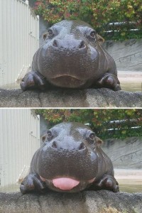 Create meme: sad Hippo, Hippo