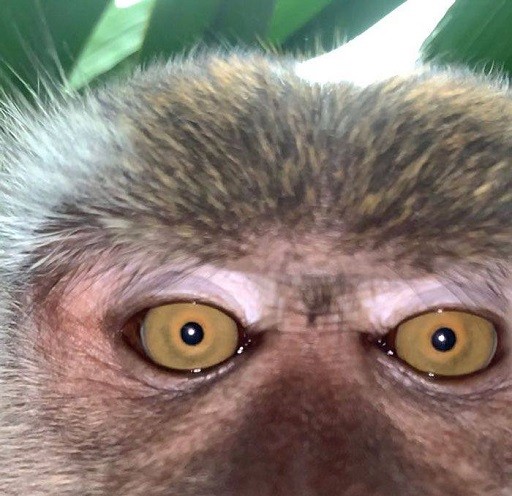 Создать мем: селфи обезьяны, глаза шимпанзе, обезьянка выглядывает