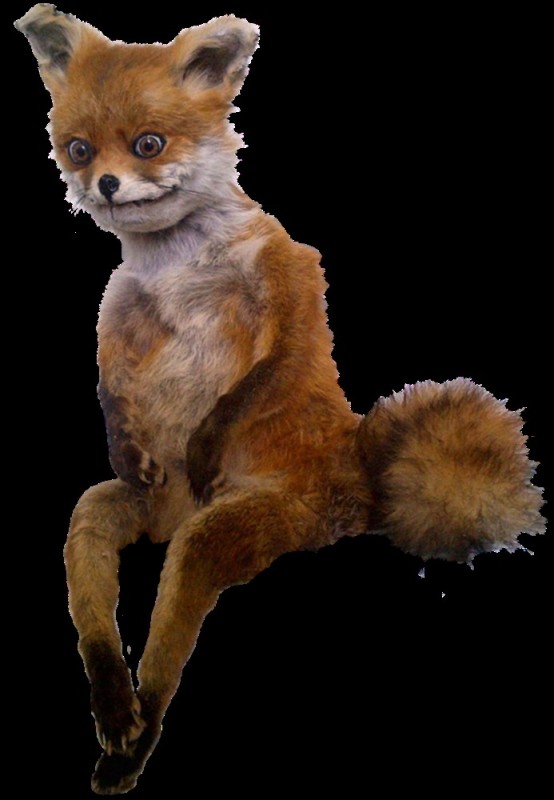 Create meme: stoned Fox , uporotyh Fox, meme stuffed fox