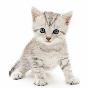 Создать мем: серый котенок на белом фоне, маленький котенок на белом фоне, милый котик на белом фоне