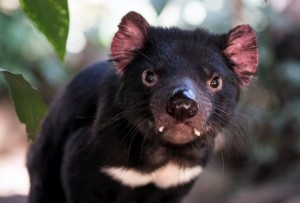 Создать мем: tasmanian devil, тасманские дьяволы, тасманийский сумчатый дьявол