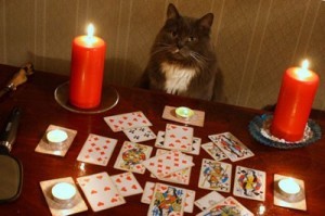 Create meme: fortune teller with cards, fortune teller cat, the fortune teller 