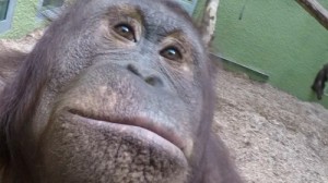 Create meme: makes a selfie, ape, zoo