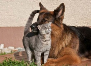 Создать мем: домашние животные, немецкая овчарка и котенок, собака кошка