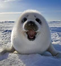 Create meme: Baikal seal, seal, seal