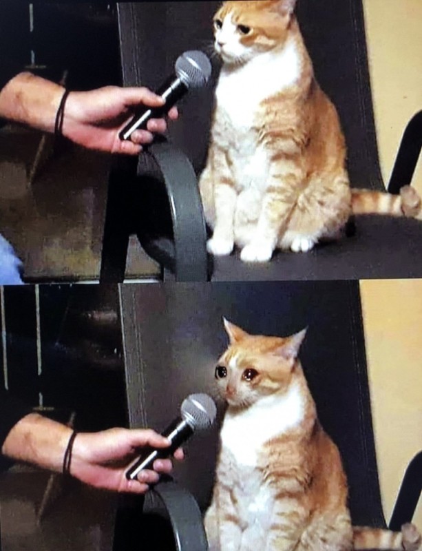 Create meme: cat , cat interview, memes with captions