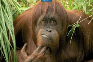 Создать мем: денисовцы, кто такие австралопитеки, суматранский орангутан
