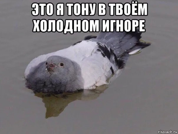 Create meme: a meme with a pigeon, The pigeon is swimming, dove 