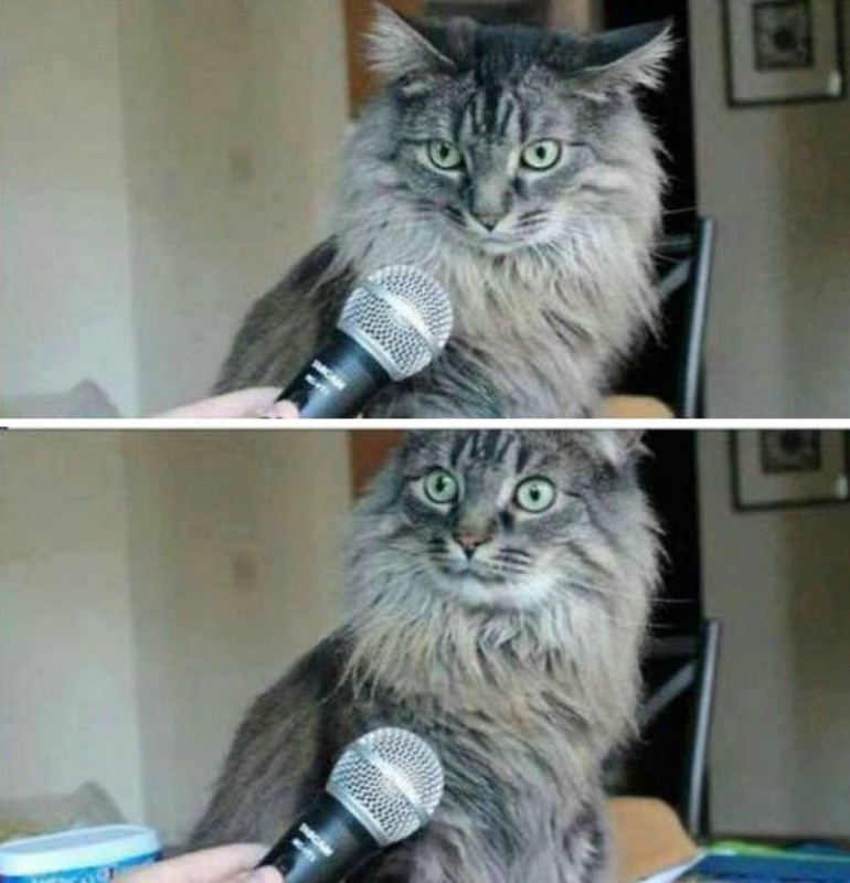 Создать мем: мем кот с микрофоном, а вы знали, кот интервью