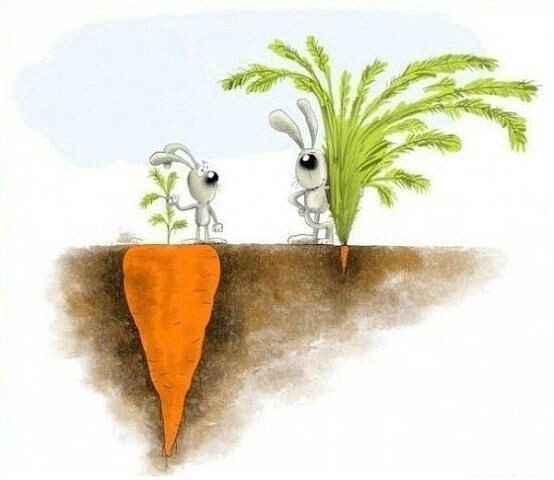 Создать мем: два зайца с морковкой, зри в корень, морковка