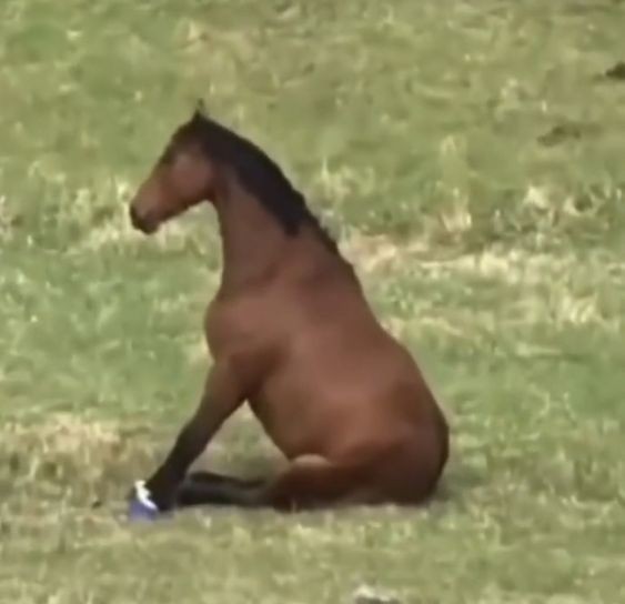 Создать мем: сидячая лошадь, лошадь арабская, арабская чистокровная лошадь
