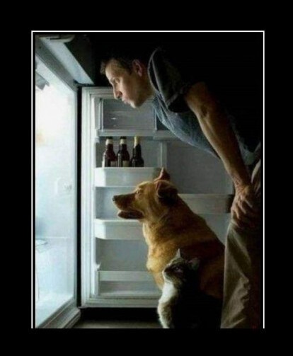 Create meme: demotivators with cats and dogs, humor , tuesday demotivators are funny