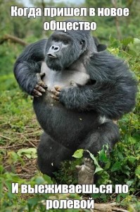 Create meme: mountain gorilla, the gorilla beats his, drunk gorilla