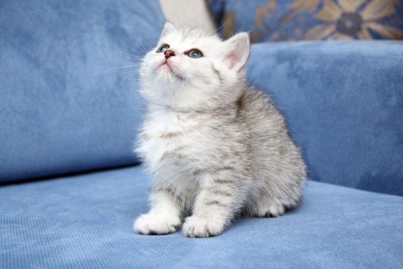 Create meme: the Scottish straight-eared cat is white, British Shorthair kittens, British Shorthair kittens