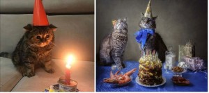 Create meme: cat, birthday a sad holiday, happy birthday cat