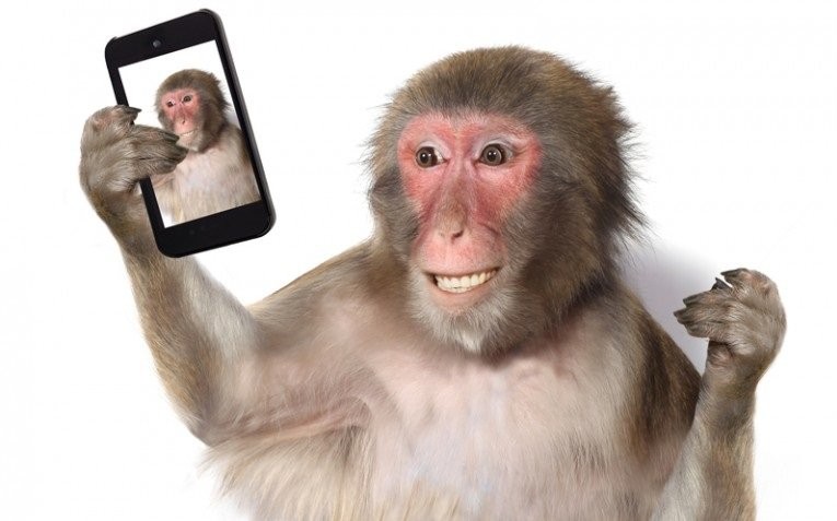 обезьяна и смартфон селфи - Создать мем - Meme-arsenal.com. 