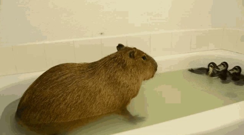 Create meme: the capybara , kapibara novopolotsk, capybara animal