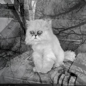 Создать мем: безысходность, депрессивный кот, так выглядит безысходность кот