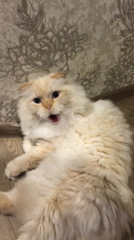 Создать мем: кот, пушистый, персидская кошка