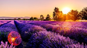 Create meme: lavender fields, lavender field