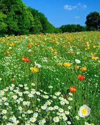 Create meme: meadow flowers panorama, meadow flowers, meadow of flowers