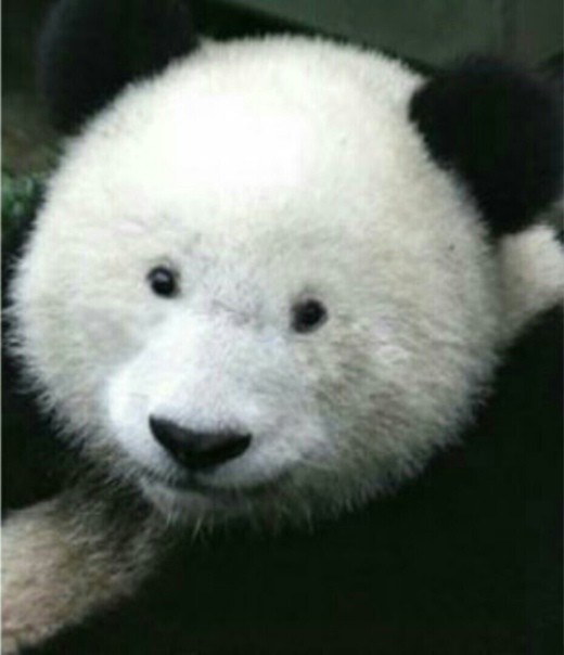 Создать мем: большая панда, панда, панда без пятен