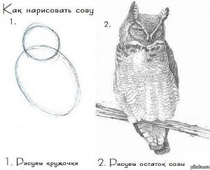 Создать мем: сова карандашом для срисовки, наброски совы карандашомпоэапно, рисунок карандашом сова