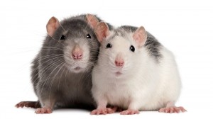 Create meme: rats Dumbo, rat, decorative rat
