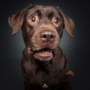 Создать мем: прикольные морды собак фото, лабрадор коричневый, ретривер шоколадный