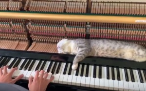 Создать мем: Piano, Piano, кошки на пианино, котик на пианино