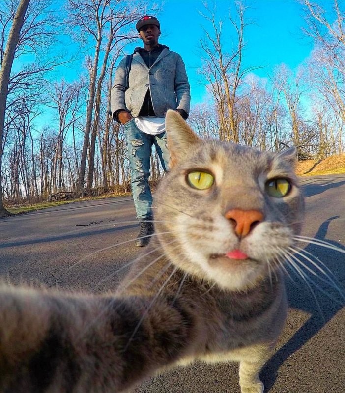 Создать мем: селфи кота с собаками, cat selfie, кот