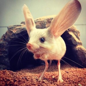 Create meme: jerboa, Mongolian animal — the long-eared jerboa, long-eared jerboa (euchoreutes naso