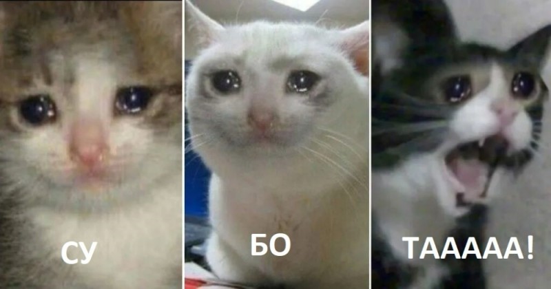 Create meme: the cat cries for months, crying cats meme, cat crying meme