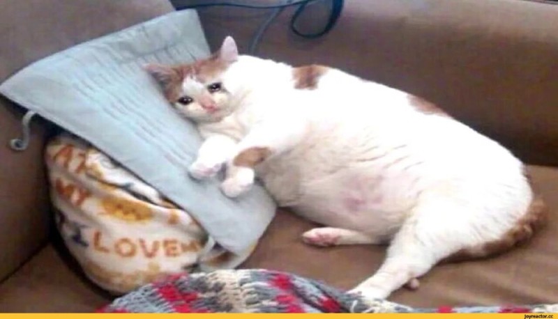 Создать мем: смешной толстый кот, толстый плачущий кот, мем жирный кот