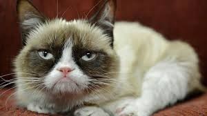 Создать мем: grumpy cat, хмурый кот, угрюмый кот